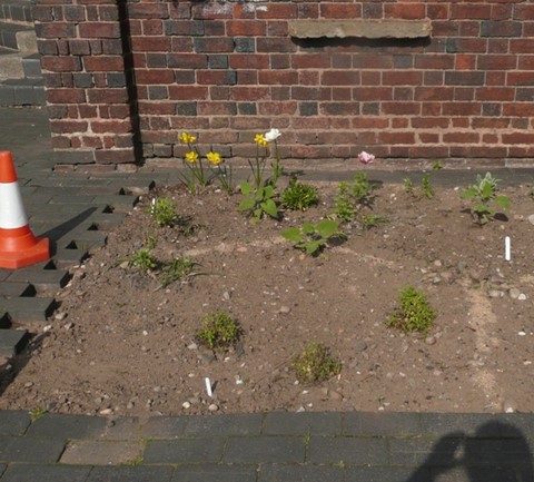 The start of the garden